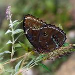 <i> Morpho helenor </i> at Oliverio's own Mariposario Dedalma, Mera, Pastaza.